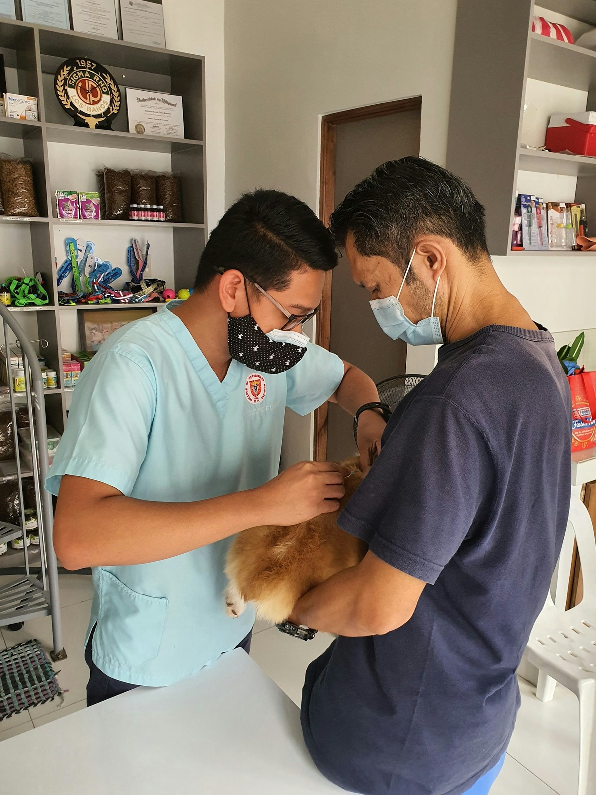 a vet treating a dog